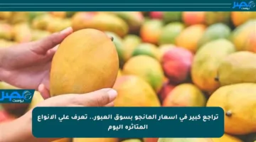 تراجع كبير في أسعار المانجو بسوق العبور.. تعرف على الأنواع المتأثرة اليوم